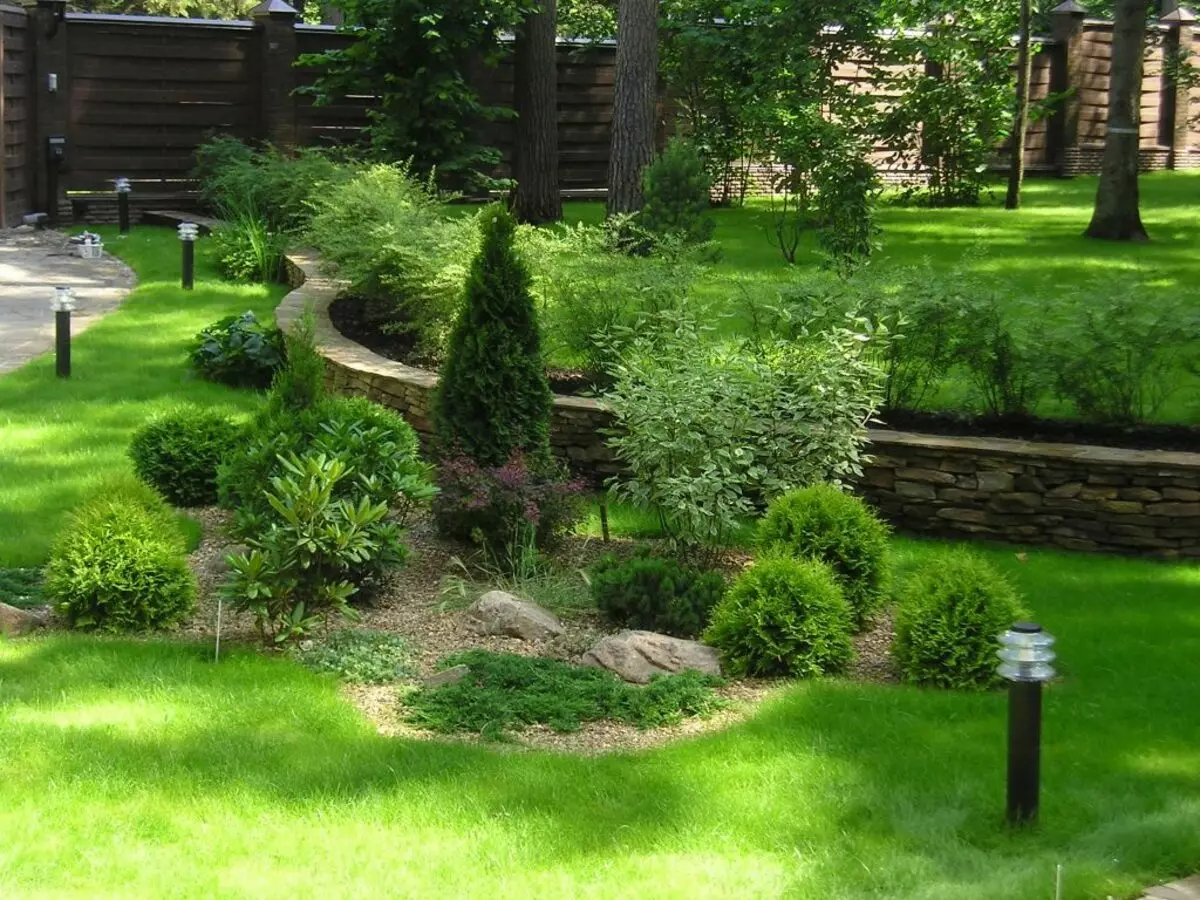 How to plant trees and shrubs for landscape design