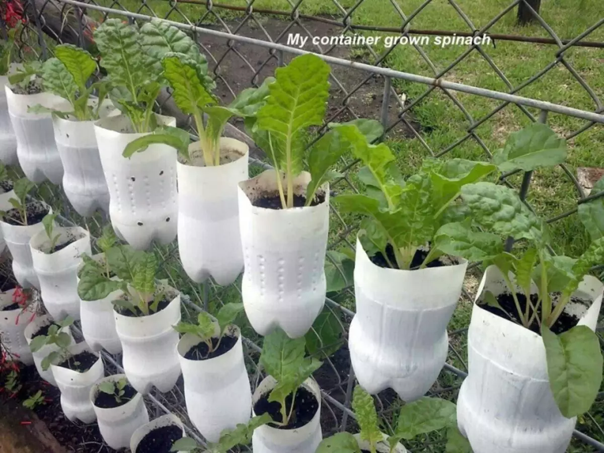 Kehidupan kedua botol plastik melakukannya sendiri: kelas induk dengan video