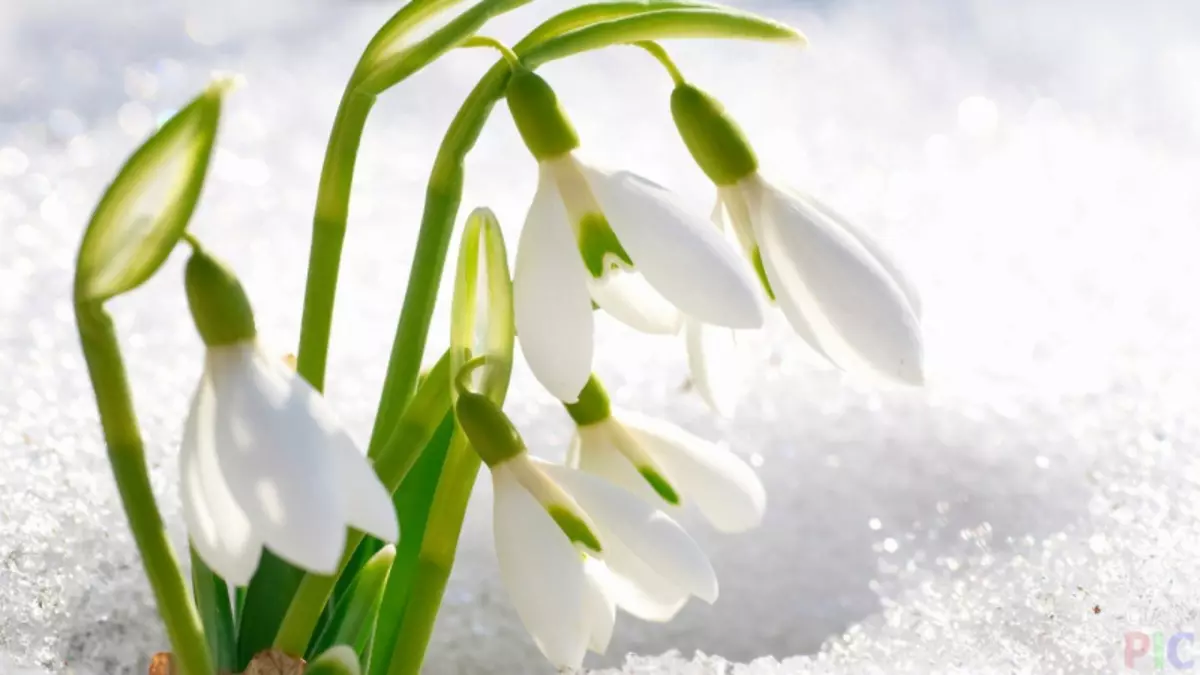 Snowdrops dogge it sels fan Felt: Masterklasse mei foto's en fideo