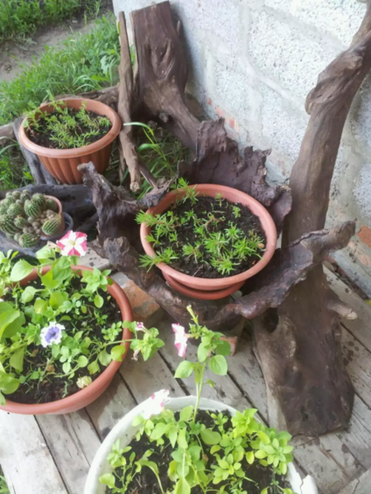 Garden do-it-yourself ħabiba ma 'ritratti ta' ideat