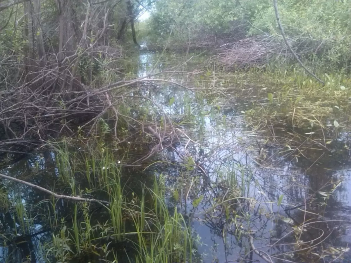 I-Kashpo yenze ngokwakho kwi-curis: Iklasi enkulu ngeefoto kunye neevidiyo