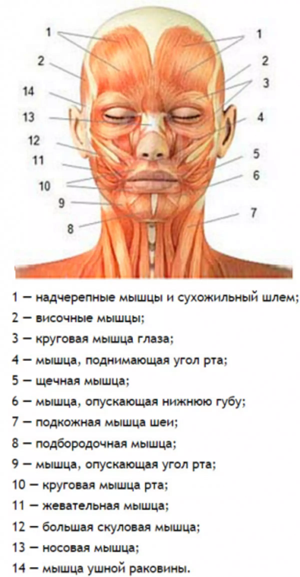 Мышцы лица и шеи анатомия для косметологов