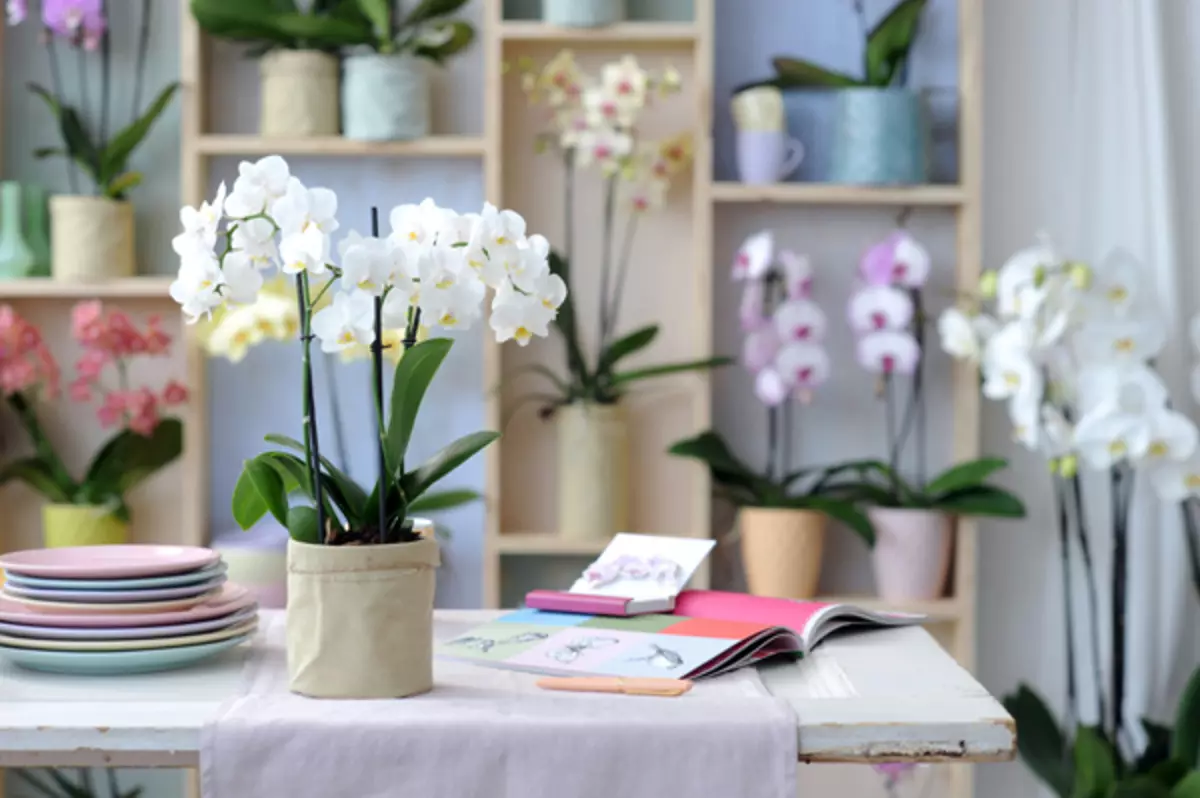 [Pflanzen im Haus] Welche Blumen müssen im Haus sein: Feng Shui-Tipps