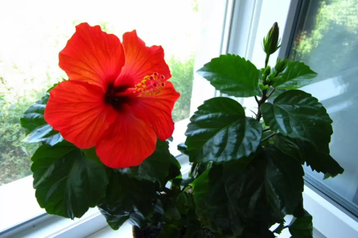 [צמחים בבית] אילו פרחים חייבים להיות בבית: טיפים פנג שואי
