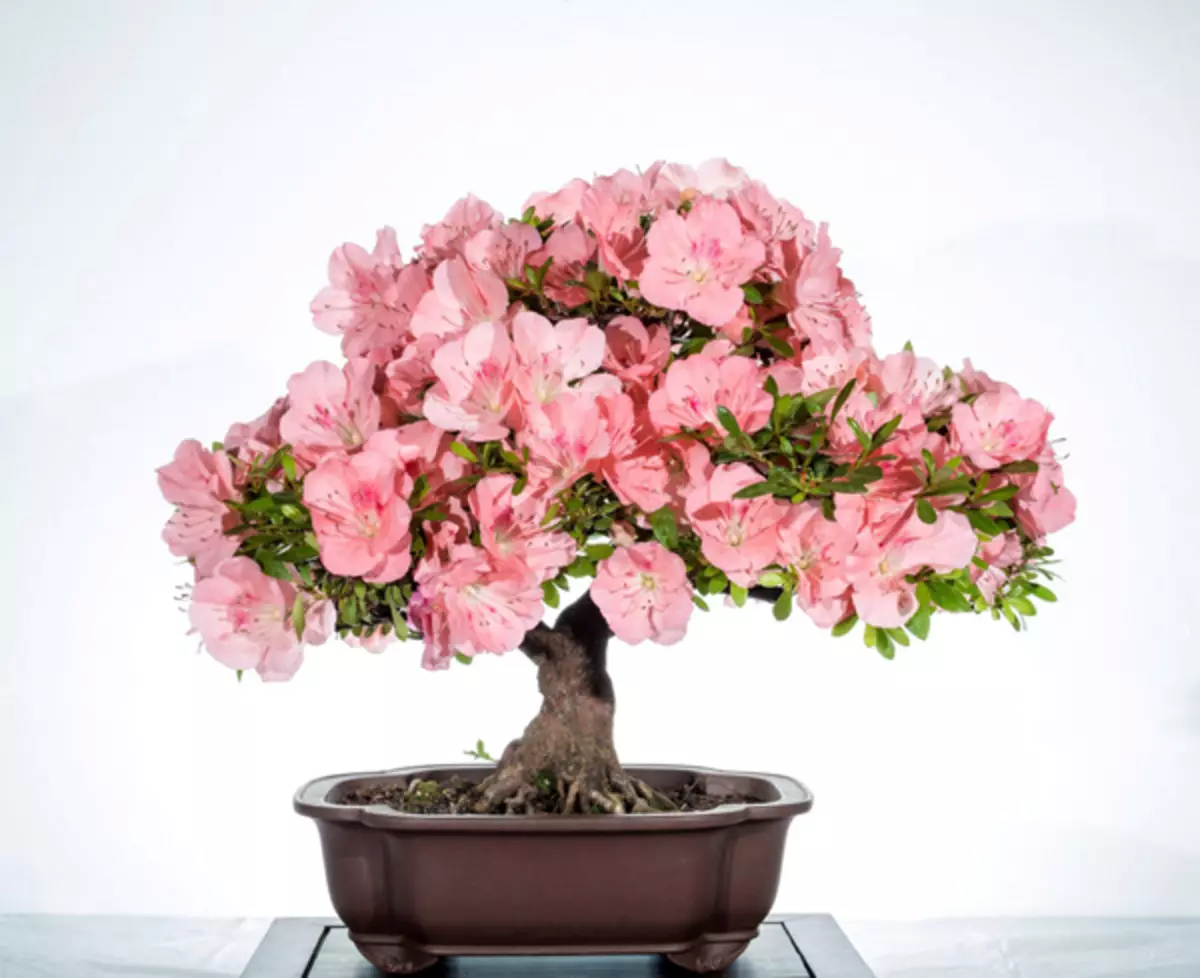 [Բույսեր տան մեջ] Ինչ ծաղիկներ պետք է լինեն տան մեջ. Feng Shui Tips