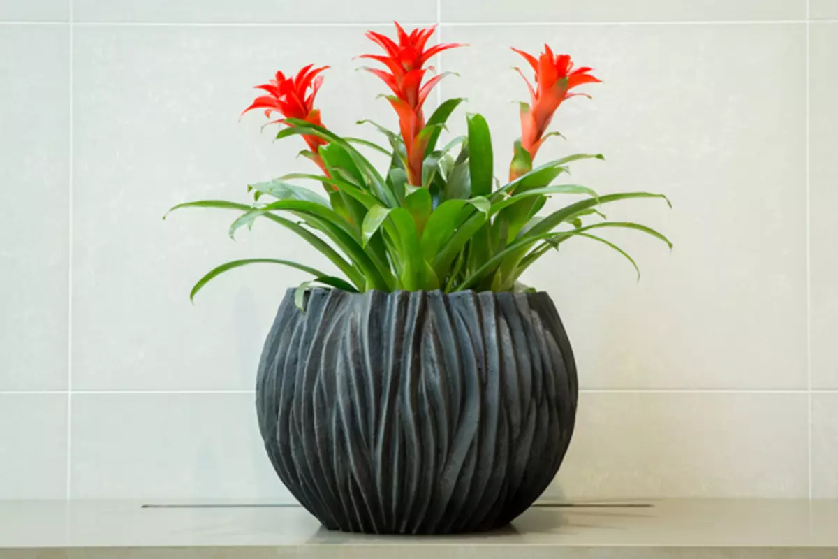 [Pflanzen im Haus] Welche Blumen müssen im Haus sein: Feng Shui-Tipps
