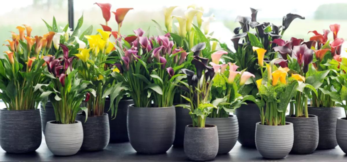 [Növények a házban] Milyen virágoknak kell lenniük a házban: Feng Shui Tippek