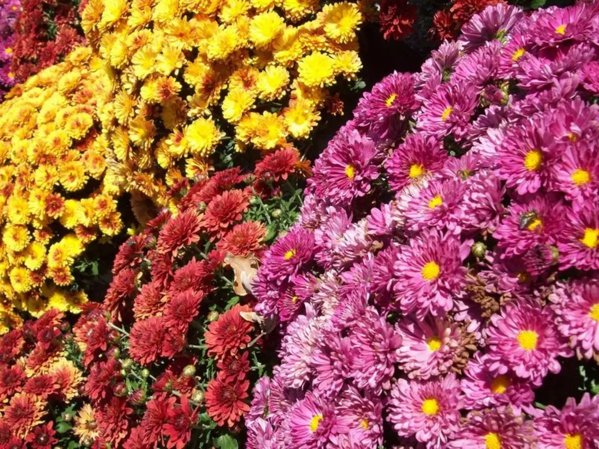 многолетники цветущие осенью фото с названиями