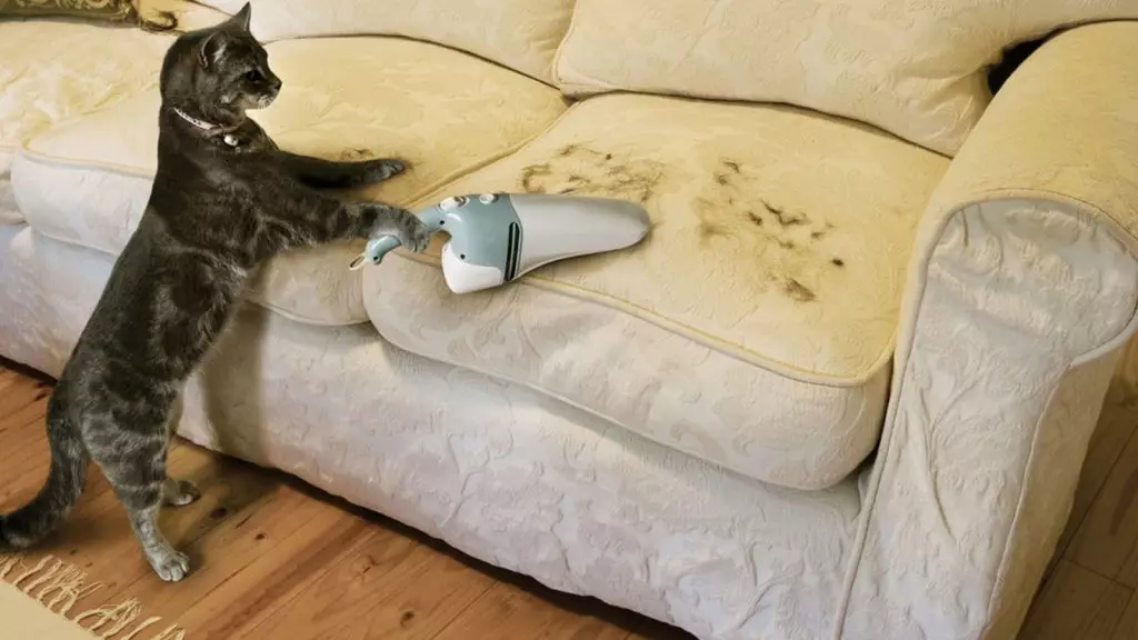 כיצד לאסוף חתולים צמר מן השטיח או הספה