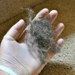 Як легко і швидко очистити килим від шерсті: перевірені методи і доступні засоби