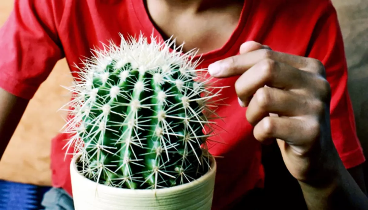 [Plantes dans la maison] Règles d'achat de la route