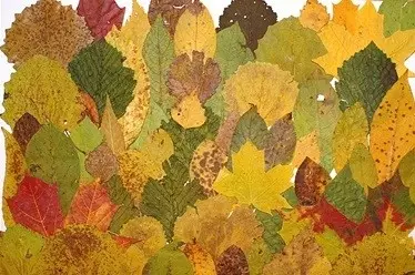 Apliques de hojas de otoño para niños 1 clase con sus propias manos con fotos.