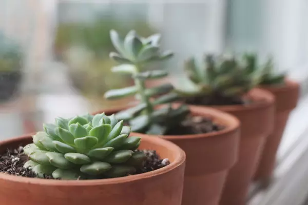 [Növények a házban] Succulents: élő növények lusta