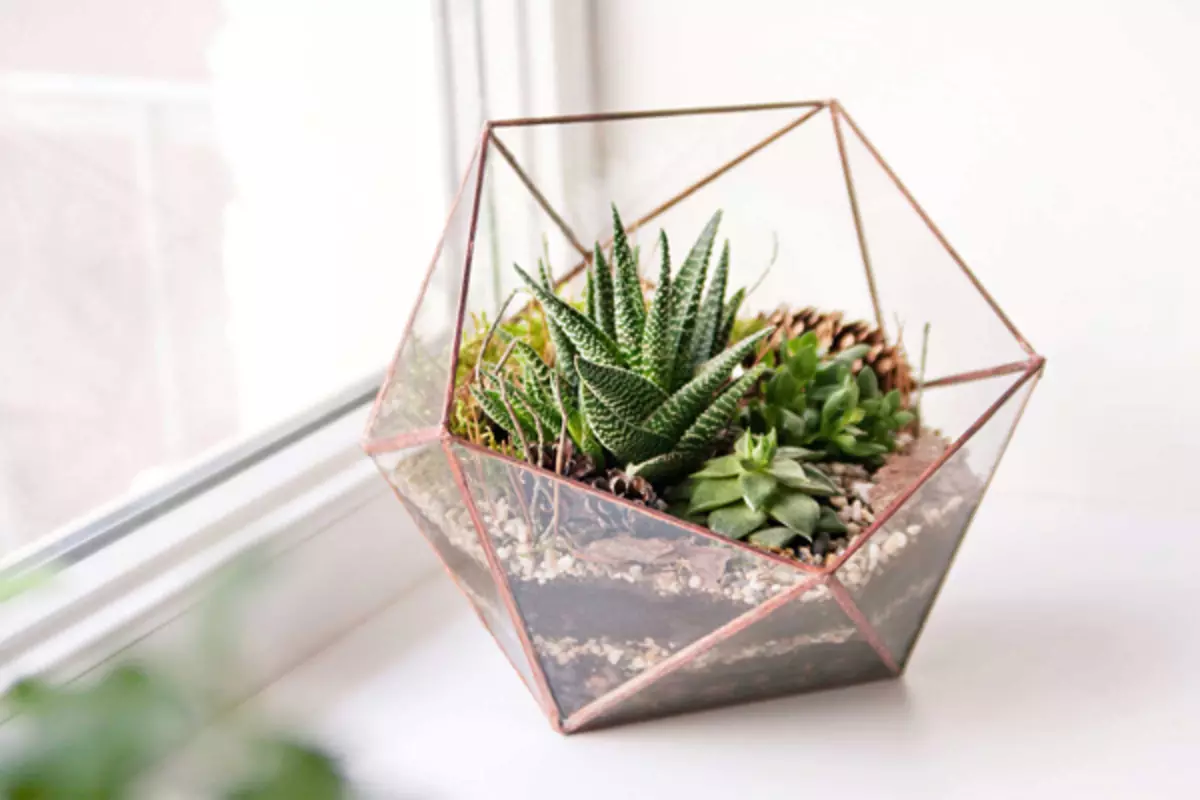 [Plants in the house] Succulents: Live plants for lazy