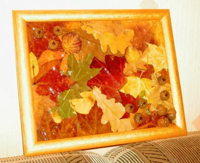 Panel ti daun ngalakukeunana dina kaayaan usum gugur sareng poto sareng pidéo
