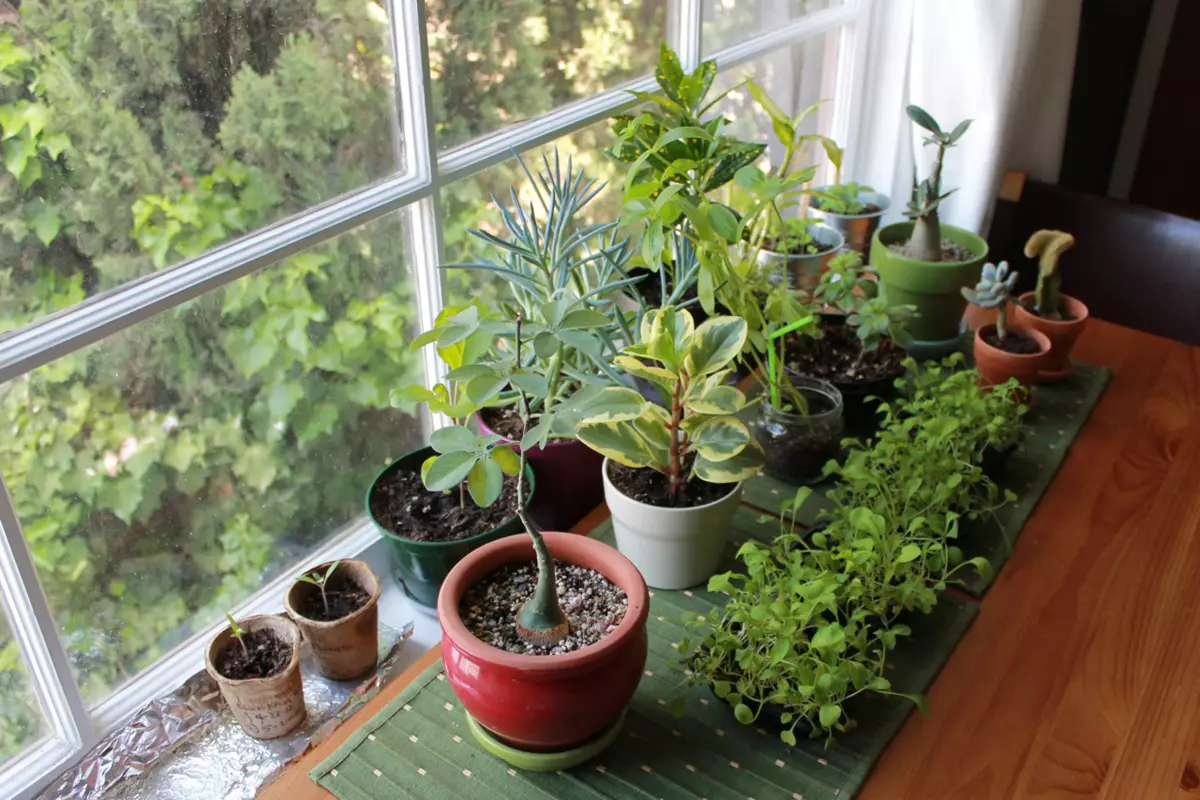 [Растенија во куќата] 5 затворен растенија, што не е место на прозорецот