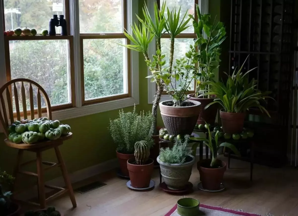 [Բույսեր տան մեջ] 5 փակ բույսեր, որոնք պատուհանի վրա տեղ չէ