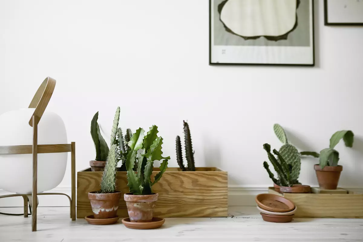 [Plantas na casa] 5 plantas internas que não é um lugar no peitoril da janela