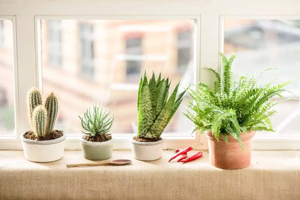 [Plantas na casa] 5 plantas internas que não é um lugar no peitoril da janela