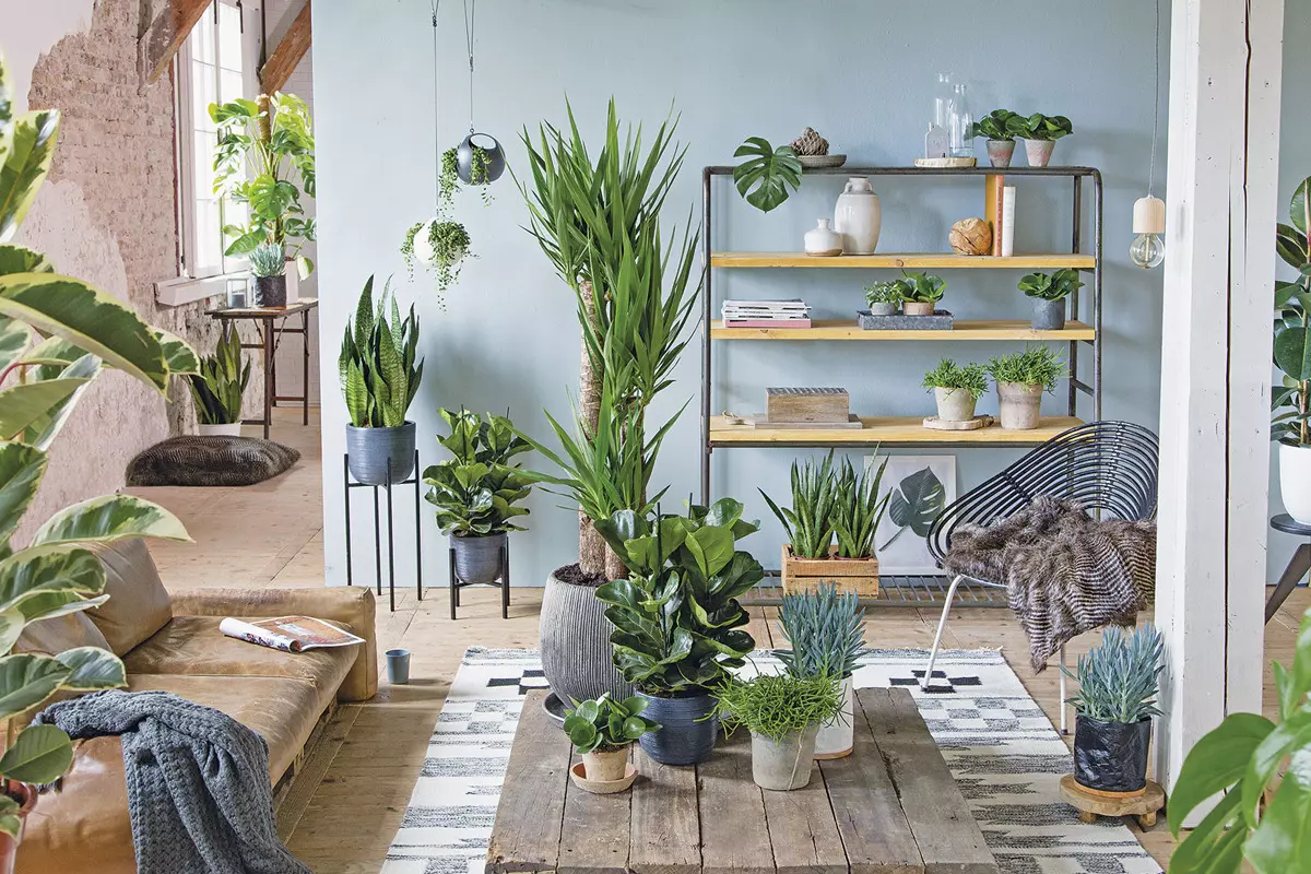 [Planter i huset] 5 smukke indendørs planter til en tæt lejlighed