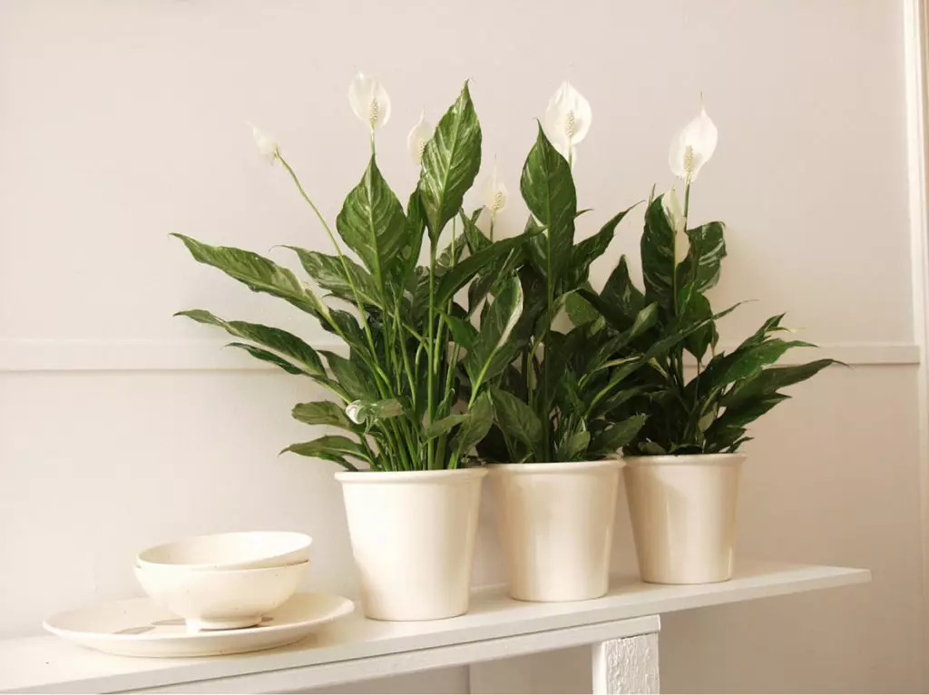[Tanaman di rumah] 5 tanaman indoor yang indah untuk apartemen yang dekat