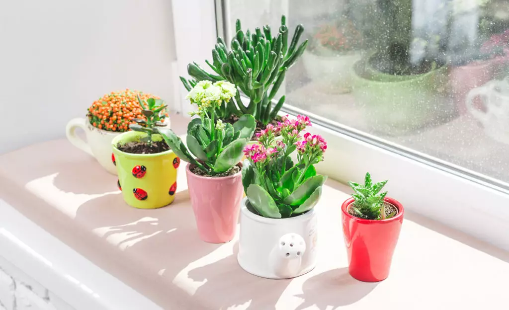 [Plante in die huis] 5 pragtige binnenshuise plante vir 'n noue woonstel