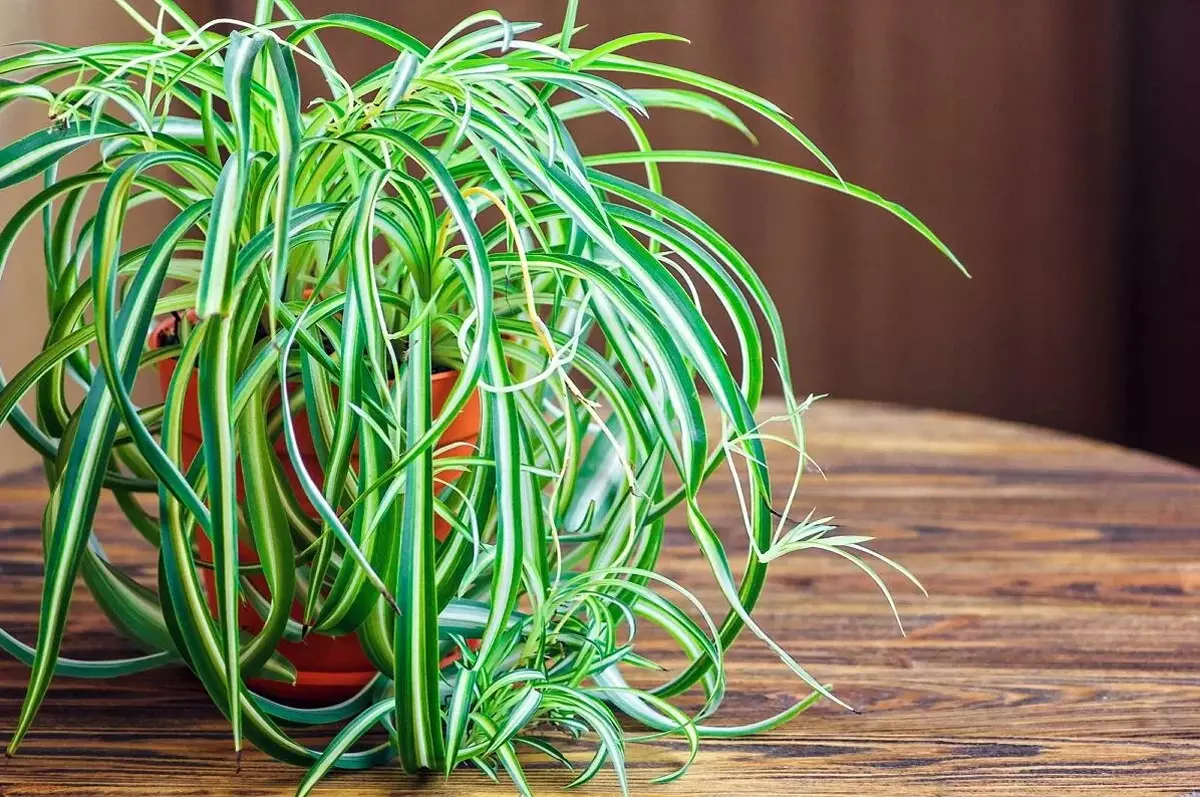 [植物在房子裡] 5個美麗的室內植物，近距離公寓