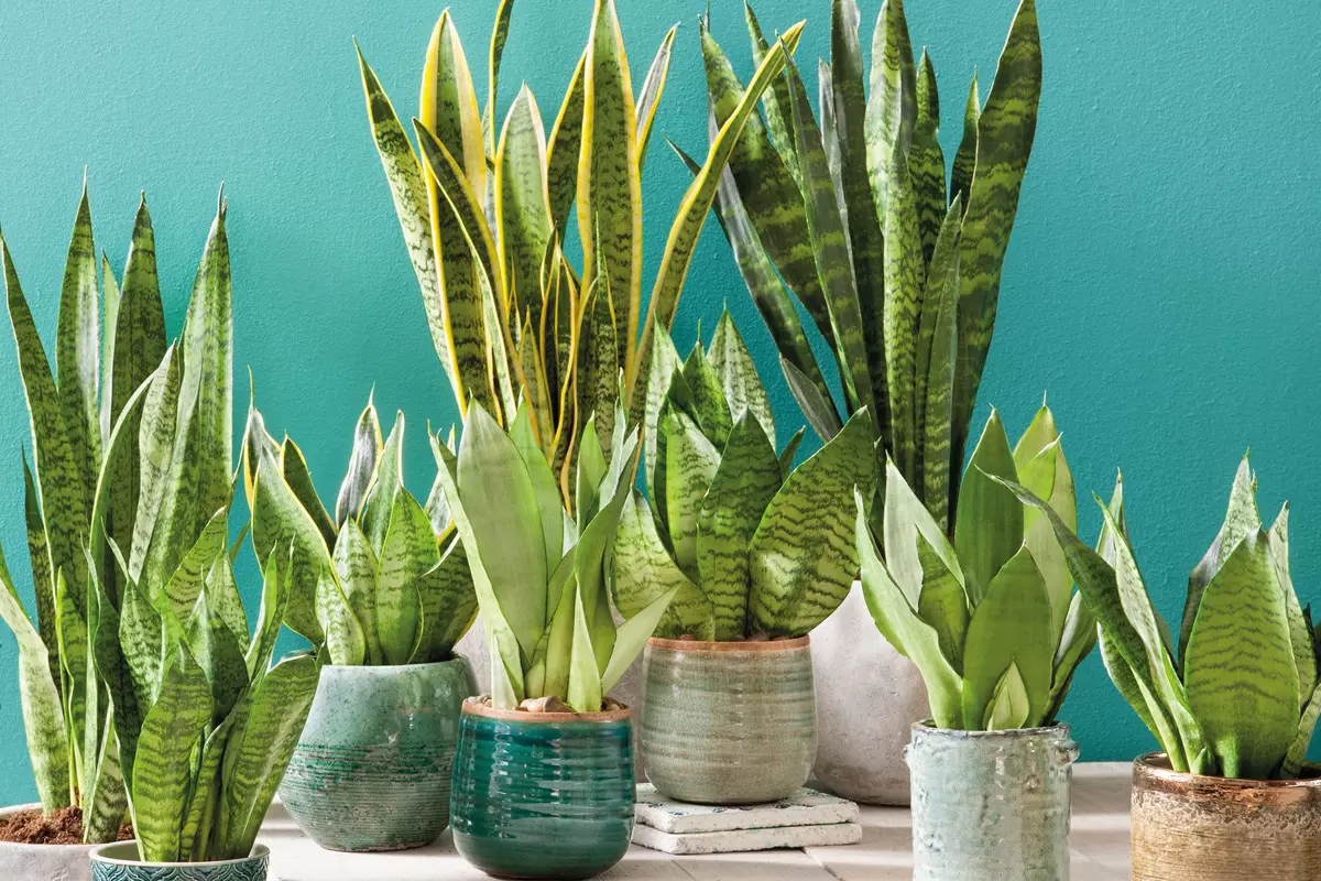 [Plantas en la casa] 5 hermosas plantas de interior para un apartamento cercano