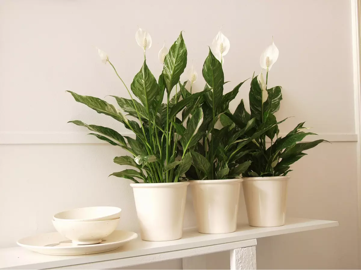 [Plants in the house] 5 beautiful indoor plants for a close apartment