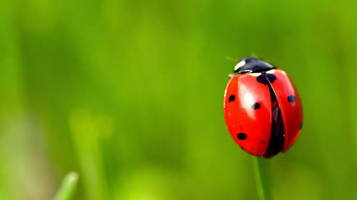 Fotoğraf ve video ile renkli kağıttan ladybugs aplike