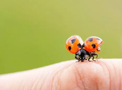 applique ຂອງ ladybugs ຈາກເຈ້ຍສີທີ່ມີຮູບພາບແລະວິດີໂອ