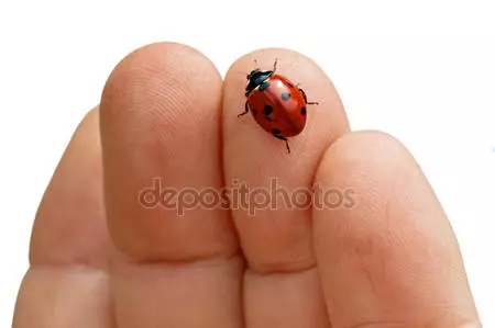 Ladybugs aplikācija no krāsaina papīra ar fotoattēliem un video