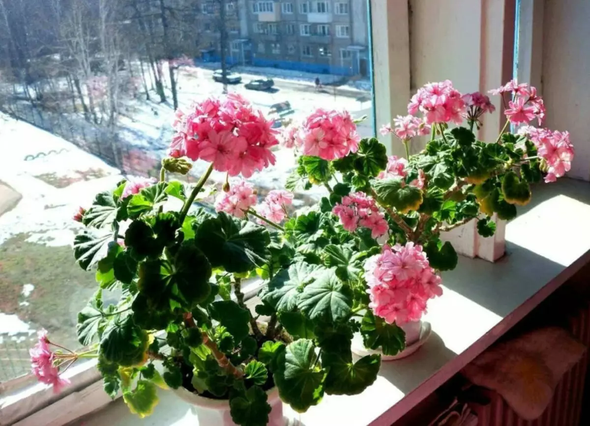 [Talossa olevat kasvit] 5 huoneen värit tuovat vaurautta ja vaurautta talossa