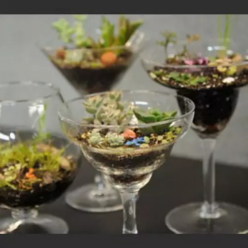 Giardini in miniatura: come fare un mini-giardino con le tue mani e quello che sono