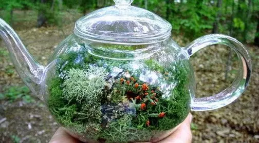 Dārzi miniatūrā: kā padarīt mini dārzu ar savām rokām un to, ko viņi ir