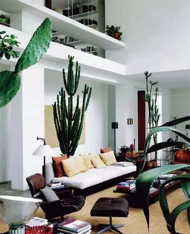 Bloeiende en gewone cactussen in het interieur en zorg voor hen (36 foto's)
