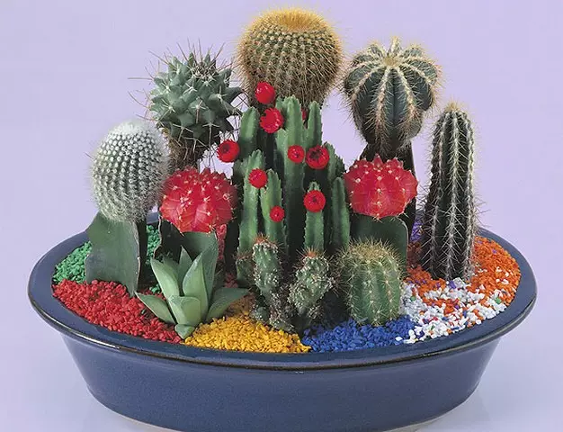 অভ্যন্তর মধ্যে ফুল এবং সাধারণ cacti এবং তাদের জন্য যত্ন (36 ছবি)