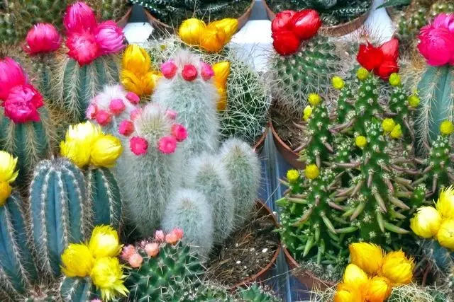 Cactos de flores e ordinarios no interior e coidado por eles (36 fotos)