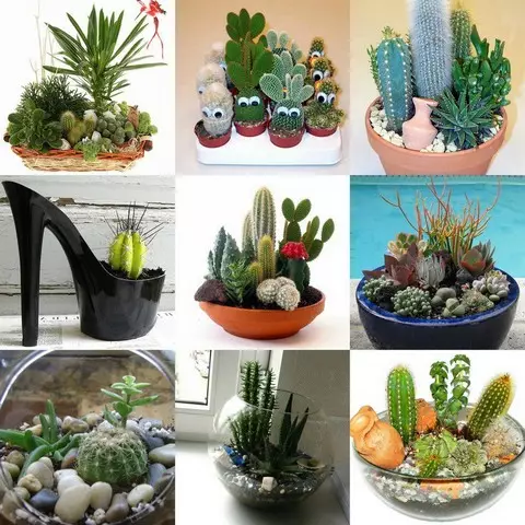 Cvjetanje i obični kaktusi u unutrašnjosti i njegu za njih (36 fotografija)