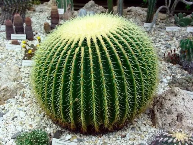 Bloeiende en gewone cactussen in het interieur en zorg voor hen (36 foto's)