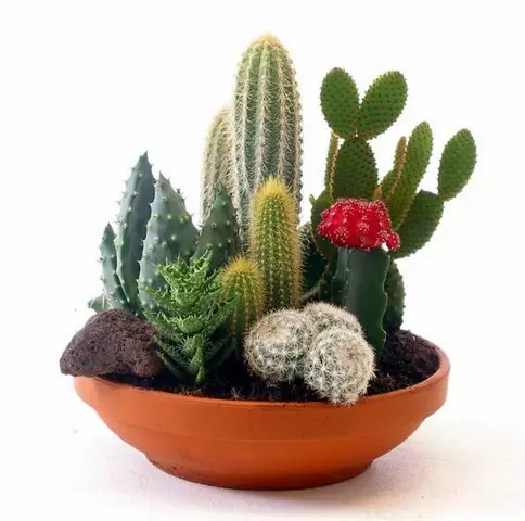 Гули cacti ва cacti оддӣ дар дохили ва ғамхорӣ барои онҳо (36 сурат)