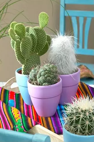 Bloeiende en gewone cactussen in het interieur en zorg voor hen (36 foto's)