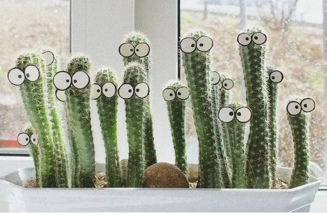 Aladodo ati awọn cacti arinrin ni inu ati abojuto fun wọn (awọn fọto 36)