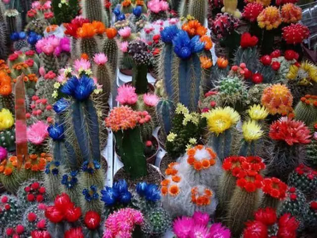 Lulëzuar dhe kaktus të zakonshëm në brendësi dhe kujdesit për ta (36 foto)
