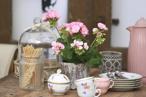 [Plantes a la casa] Quin tipus de flors cobertes ara estan de moda?