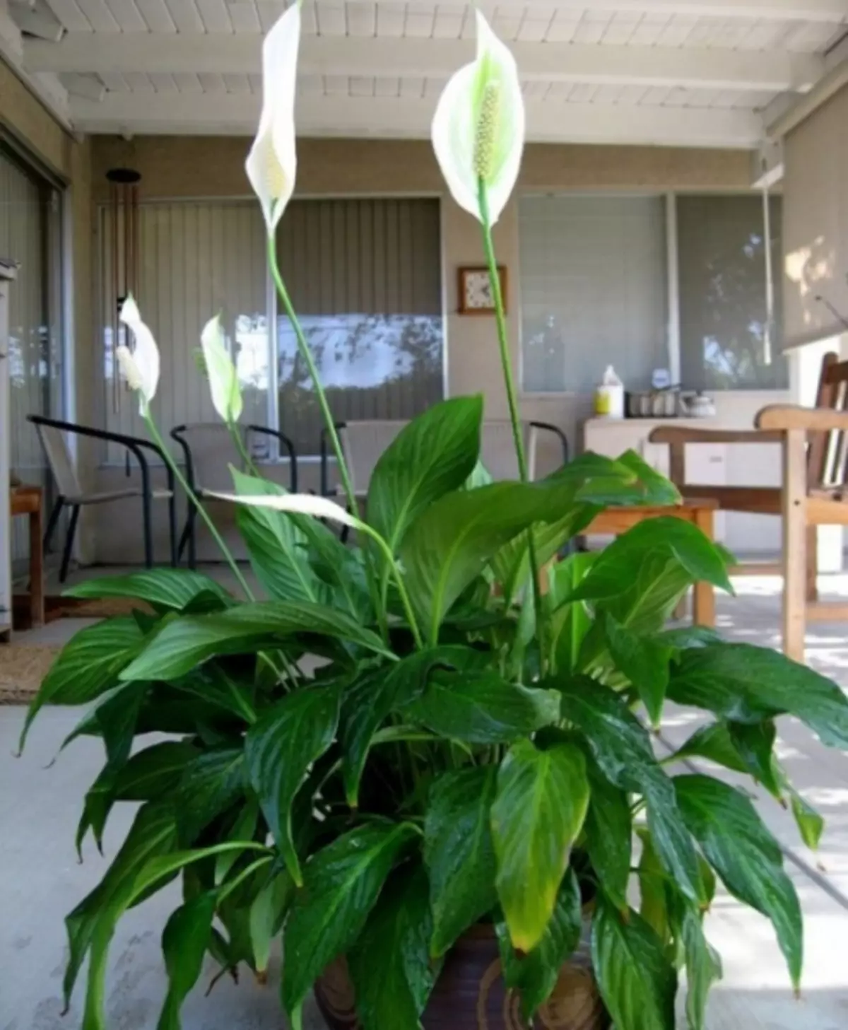 Kaj dati doma? 10 najbolj priljubljenih rastlin v zaprtih prostorih