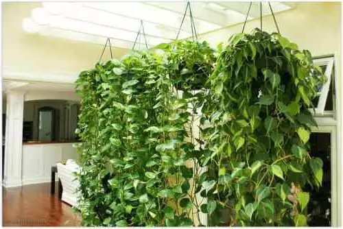 Plante pentru grădinări verticale în interior (40 de fotografii)
