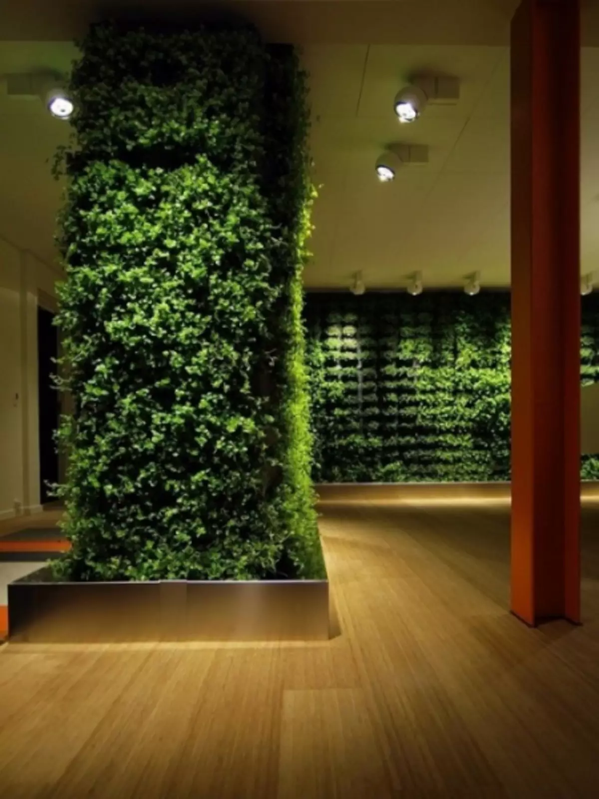Plante pentru grădinări verticale în interior (40 de fotografii)