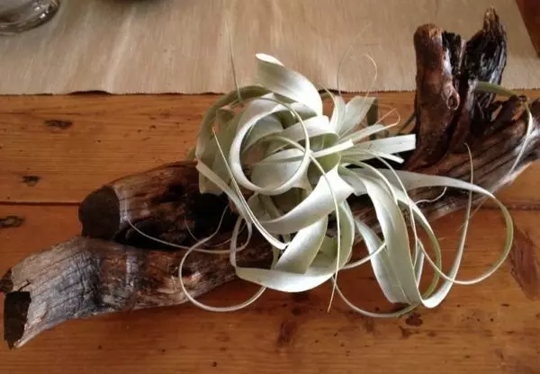 Air Plants: Hvað er það, umhyggju og hugmyndir um húsaskreytingar (50 myndir)