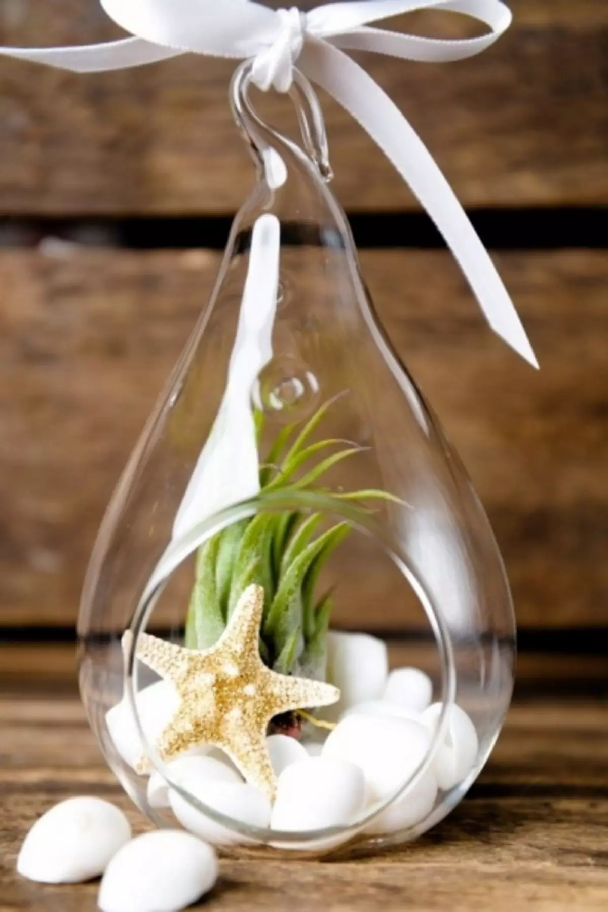 Air plants: what it is, care and ideas of the house decor (50 photos)